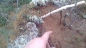 Установка петель на глухаря и тетерева