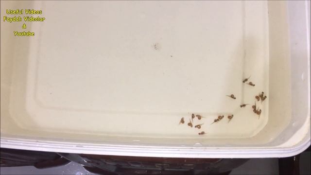 2 Copadichromis borleyi fødte 37 babyfisk Kadango cichlid ???? смотреть онлайн