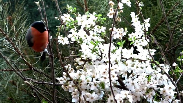 Снегири зяблик поёт Снегирь Pyrrhula pyrrhula жизнь снегирей в дикой в природе / Снегирь весна смотреть онлайн