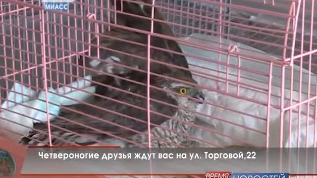 АНО "Добрые руки" пристраивает четвероногих друзей смотреть онлайн