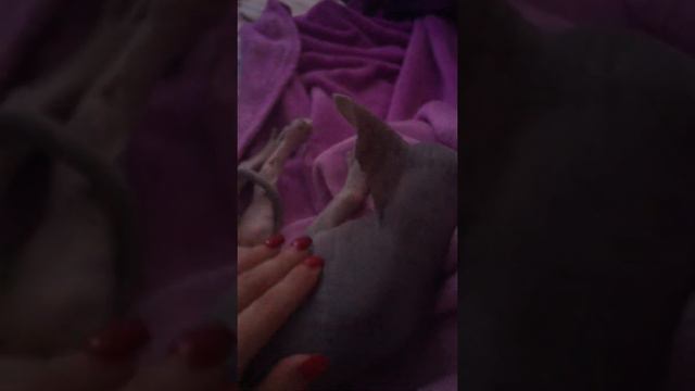 Сфинкс Вася сосет плед🤣 смотреть онлайн