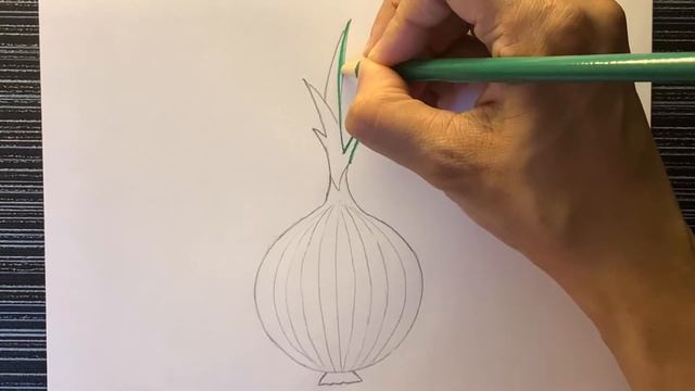Learn how to draw an Onion || step by step for beginners. смотреть онлайн