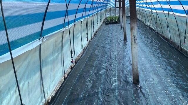 Адаптационная теплица .