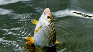 Лучшие насадки для белой рыбы своими руками. Часть 3.