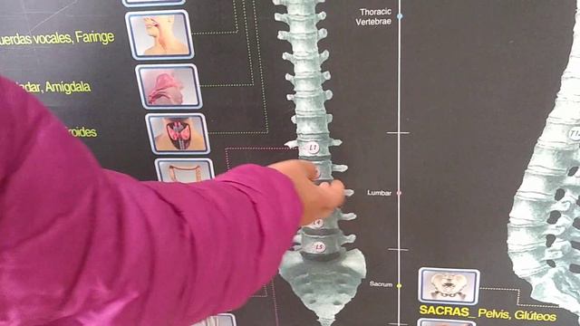 CERAGEM Y LA COLUMNA VERTEBRAL смотреть онлайн