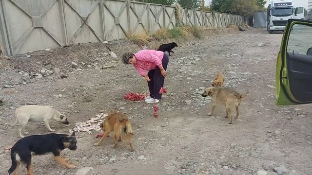Бездомыши и домашние, все накормлены, сегодня. Спасибо , всем , кто с нами. смотреть онлайн