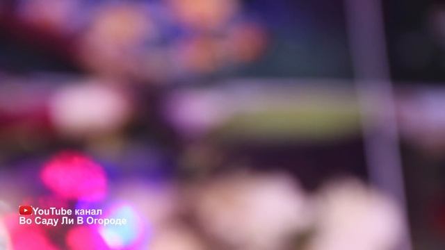 Я ОБАЛДЕЛА! 100% РЕЗУЛЬТАТ! ЛУЧШИЙ способ УКОРЕНЕНИЯ черенков РОЗЫ. смотреть онлайн