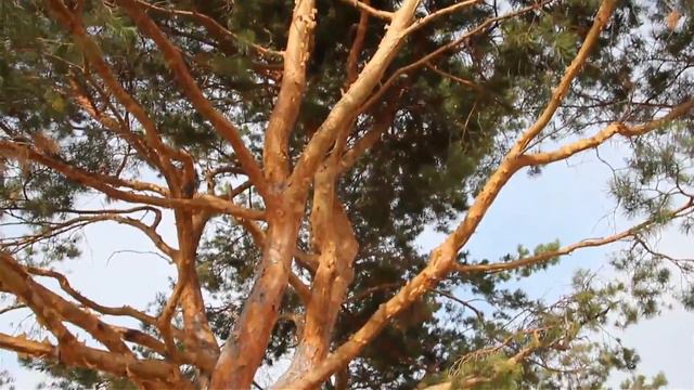 прогулка после Загса кремль, реч порт смотреть онлайн