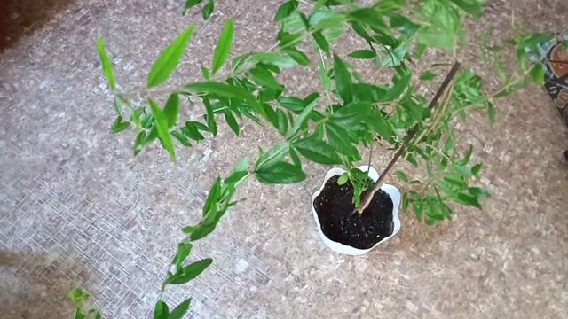 ОБЗОР ЦВЕТОВ/КРАСКИ ЛЕТА НА МОЕЙ КЛУМБЕ смотреть онлайн