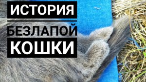 Отрезали пальцы и выкинули кошку, ведь она уже не красива.