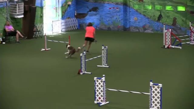 The best part of becoming an agility CHAMPION . . . смотреть онлайн
