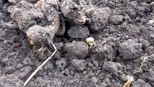 Паук Гигант смотреть онлайн