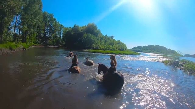 КУПАЕМСЯ С ЛОШАДЬМИ и Жеребятами На Речке / Клип смотреть онлайн