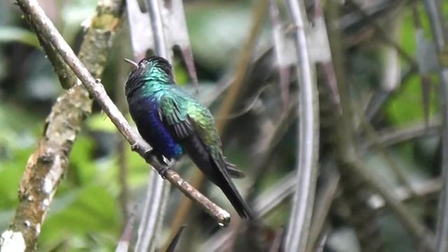 Violet-bellied Hummingbird, Canopy Tower, December 2013 смотреть онлайн