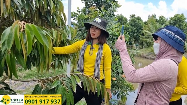 Cách phục hồi vườn sầu riêng - Những sai lầm khi trồng sầu riêng | SIÊU THỊ CÂY GIỐNG WELOFARM смотреть онлайн