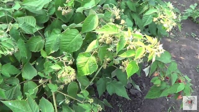 Сорта Малины. Бриллиантовая. Малина 2015. смотреть онлайн