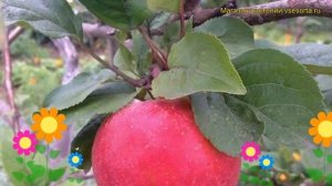 Яблоня Краса Свердловска. Краткий обзор, описание характеристик, где купить саженцы