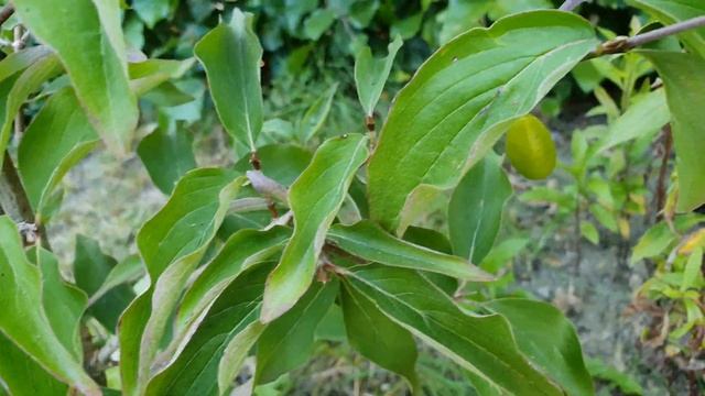 Кизил обыкновенный на дачном участке. Кизил обыкновенный. Дачный участок в Германии. 4K видео смотреть онлайн