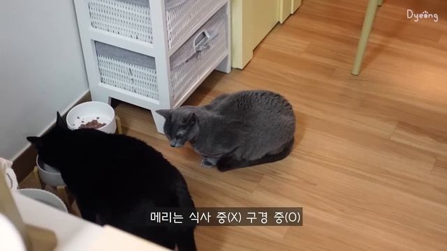 ENG) 초코우유로 초코찰떡 만들고?, 재료 듬뿍 넣은 마라샹궈와 콩불 해먹는 자취 일상?ㅣ연세우유, 연세황치즈생크림빵, 키리모찌 떡볶이, 쑥마들렌, 토마토달걀볶음, 프렌치토스트 смотреть онлайн