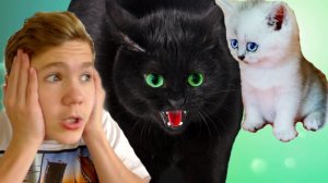 ЧЁРНАЯ кошка! РЫЧИТ на КОТЁНКА!  НО!!!  МАЛЕНЬКИЙ котёнок!  ПОБЕДИЛ!!  ВСЕХ!!!