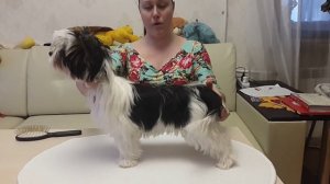 Как научить собаку стоять в  стойке.