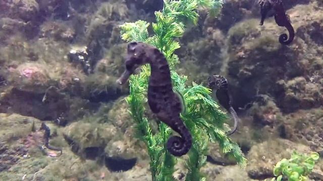 ? ВЛОГ СОЧИ 2018 ? Я знаю ГДЕ ЖИВУТ РУСАЛКИ ? Адлерский ОКЕАНАРИУМ ? Развлечения для детей ? смотреть онлайн