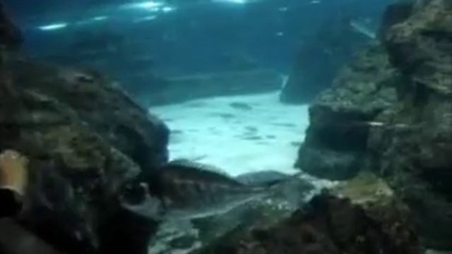 Океанариум в Барселоне.mp4 смотреть онлайн
