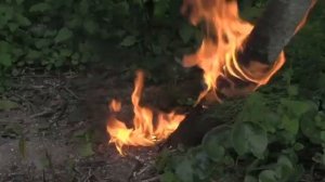 Берегите лес от пожара