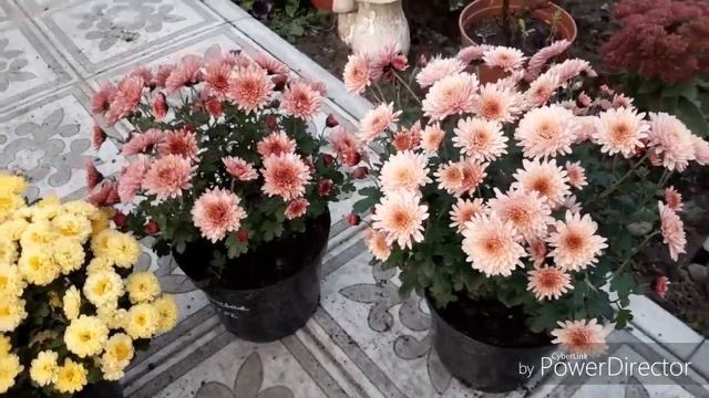 Влог/убираю хризантемы, был мороз, и расскажу о чем я мечтаю))) смотреть онлайн