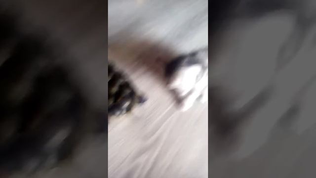 Животные знакомятся с друг другом Ася и Жора смотреть онлайн