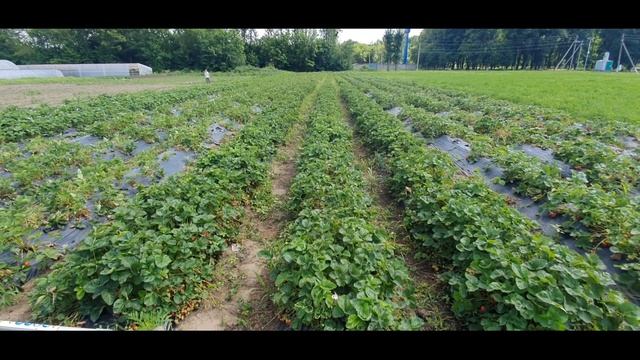 Приспособа для прополки междурядий на мотокосу. смотреть онлайн