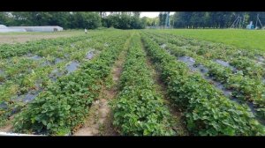 Приспособа для прополки междурядий на мотокосу.