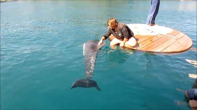 Dolphin Reef Eilat Israel смотреть онлайн