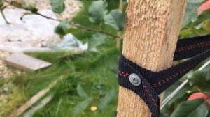 Как подвязать яблоню?