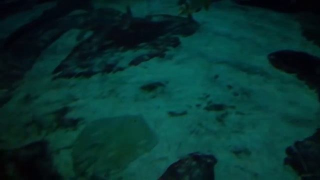 Аквариум в Атлантис смотреть онлайн