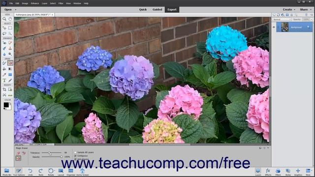 Learn How to Use the Magic Eraser Tool in Adobe Photoshop Elements 2022: A Training Tutorial смотреть онлайн