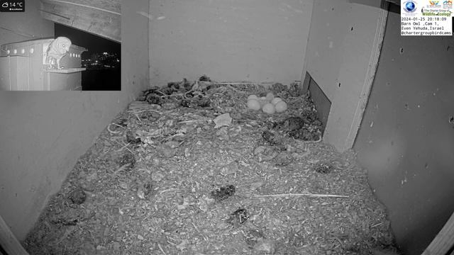 Roof Taken Over By Unwelcome Barn Owl Visitor: Mother Owl Takes Charge!