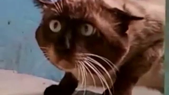 Смешной косоглазый кот. УГАР! РЖАКА ДО СЛЕЗ!