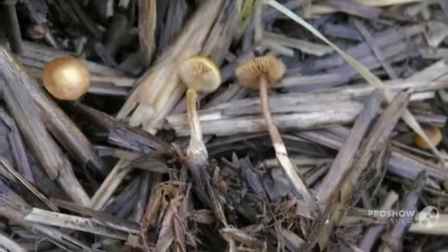 Galerina - fungi kingdom смотреть онлайн