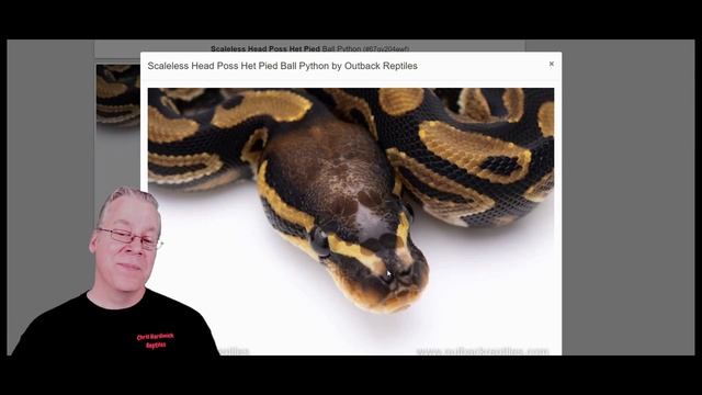 Recessive vs. Co-Dominant: Which Ball Python Should You Buy? смотреть онлайн
