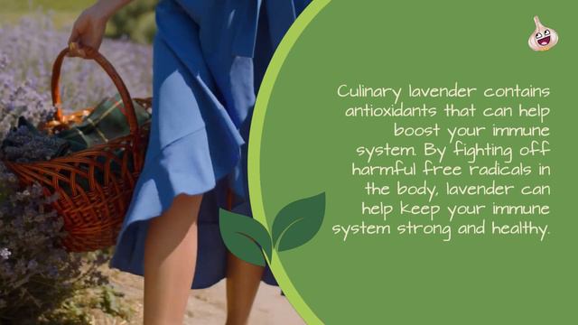 5 Surprising Health Benefits of Culinary Lavender You Never Knew About! смотреть онлайн