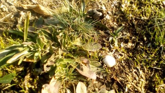 Грибы "птичьи гнезда" и белая вешенка.По грибы 27 октября 2018 смотреть онлайн