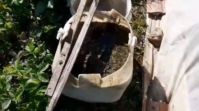 Чем подкормить клубнику в период цветения? смотреть онлайн