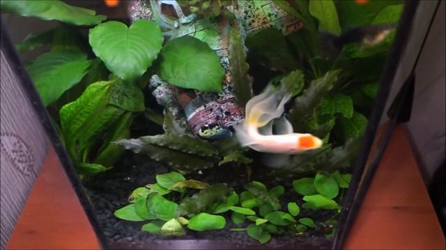 Аквариум AQUAEL 60L 5месяцев после запуска смотреть онлайн