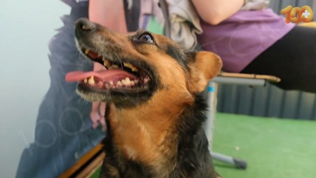 Сбор на стерилизацию и кастрацию смотреть онлайн