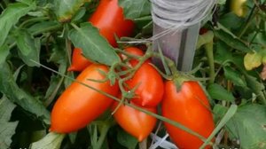 Томат Лисичка