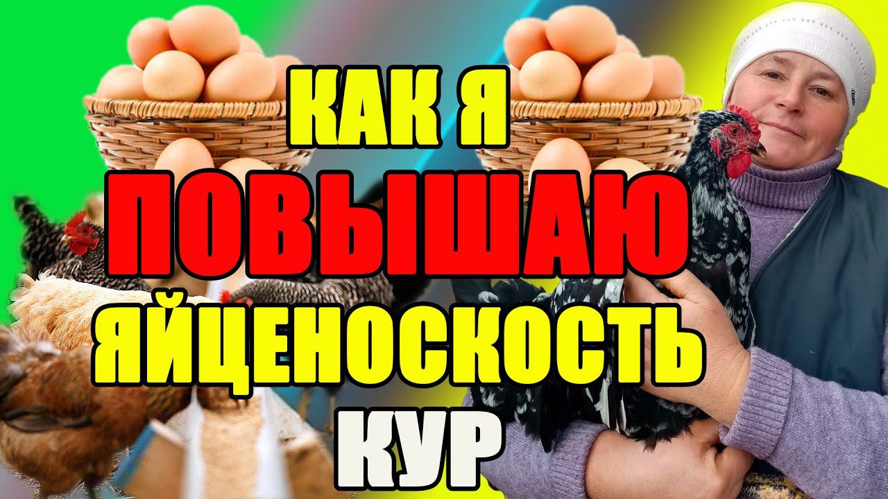 Вот так я ПОВЫШАЮ яйценоскость у кур. смотреть онлайн