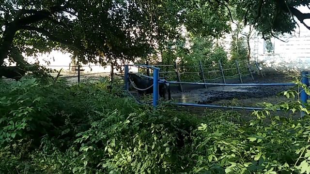 Чесменский конезавод смотреть онлайн