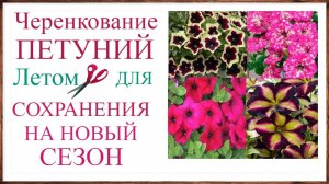 Черенкование петунии летом для сохранения и размножения на новый сезон Как подготовить и укоренить.