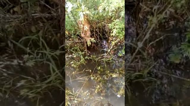 Брошенные животные на острове Большой Уссурийский смотреть онлайн